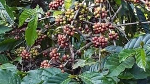 How to Prevent Coffee Plant and Seed from root rot disease during Monsoon