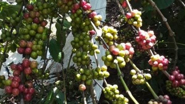 Tips For Farmers To Protect Coffee Crop In Monsoon Rain 