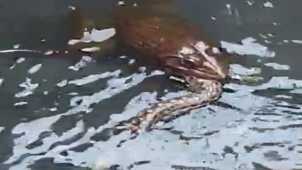 Frog Eats deadly Snake in Raichur : video viral