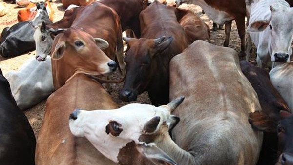 ಗೋಧನ್ ನ್ಯಾಯ್ ಯೋಜನೆಯ ಭಾಗ ಗೋಧನ್ ನ್ಯಾಯ್ ಯೋಜನೆಯ ಭಾಗ