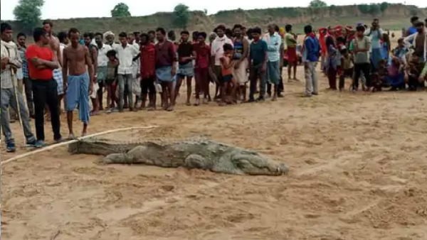 Video: MP Chambal river- crocodile swallows 10-year-old boy while taking a bath