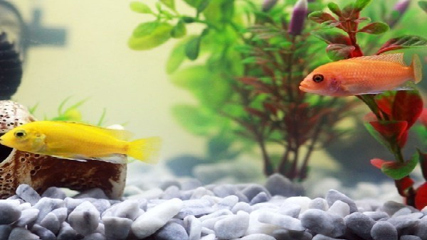 Karnatakas First tunnel Aquarium in Cubbon Park Bengaluru