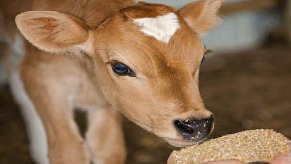 Inflation Has Hit The Dairy Sector In Karnataka Like Never Before