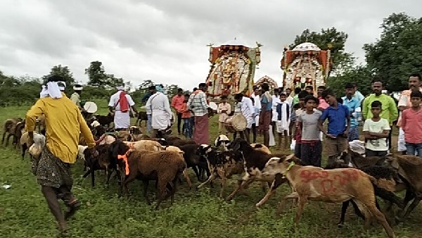  ಕುರಿಗಳಿಂದ ದೇವರ ಸುತ್ತ ಪ್ರದಕ್ಷಿಣೆ 