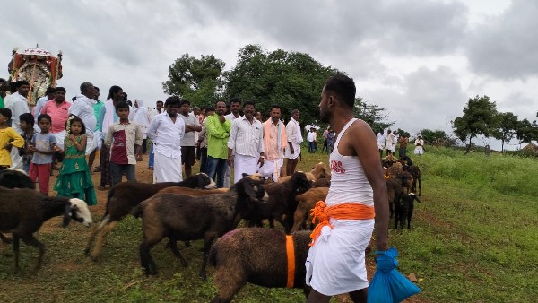  ಕುರಿಗಳ ಮೇಲೆ ರಾರಾಜಿಸಿದ ದರ್ಶನ್ ಹೆಸರು 