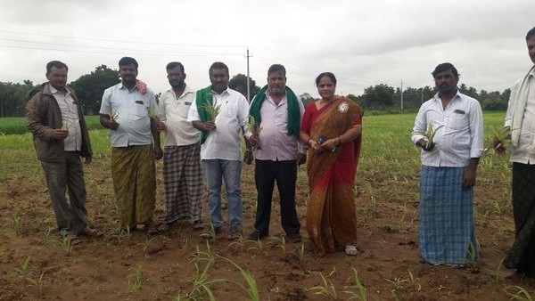 ರೈತರಿಗೆ ನಷ್ಟ ತಂದ ಮಳೆ 