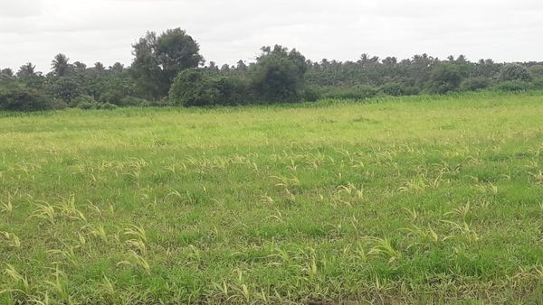 ಶೀಘ್ರ ಪರಿಹಾರ ಸಿಕ್ಕರೆ ರೈತರಿಗೆ ಅನುಕೂಲ 