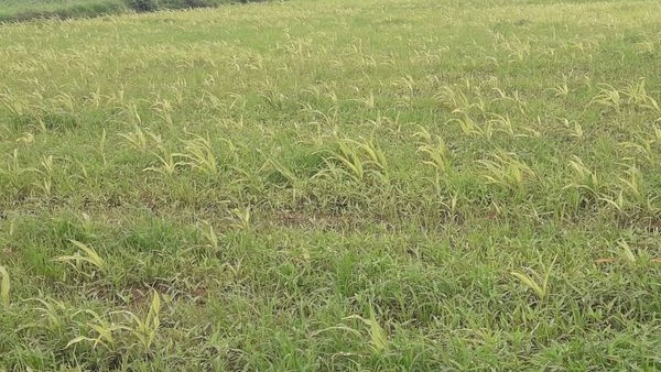 ಮೊಳಕೆಯಾಗದೆ ಕೊಳೆತ ಬೀಜಗಳು 
