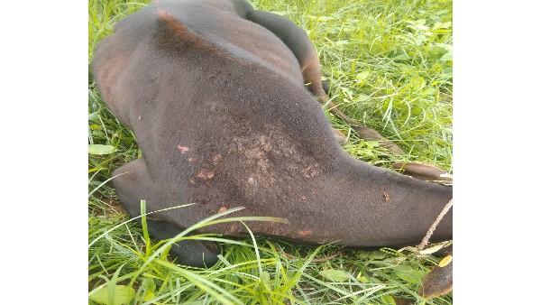 Strange Disease in Cattle Worries Ramanagara Dairy Farmers 