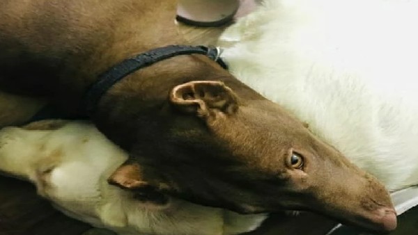 Woman mauled to death by her pet pitbull dog in Lucknow
