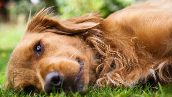 ಒತ್ತಡದ ಮಟ್ಟವನ್ನು ಕಡಿಮೆ ಮಾಡುವ ಪ್ರಾಣಿಗಳು 