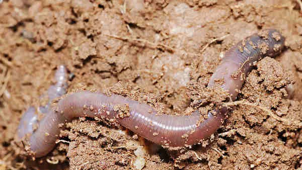 Increased Earthworm Population in 10 Districts of Karnataka 