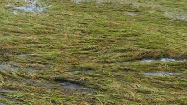  ಜುಲೈನಲ್ಲಿ ಉತ್ತಮ ಮಳೆ 