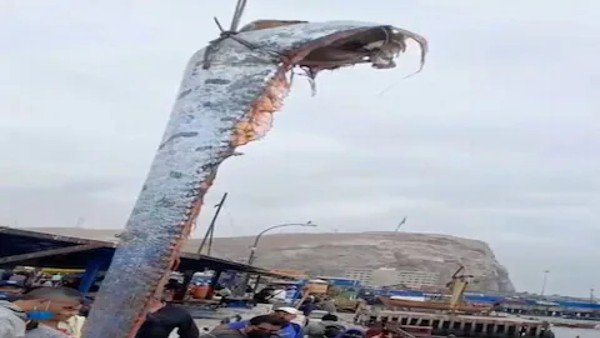 ಕಡಲತೀರದಲ್ಲಿ ದೈತ್ಯ ಮೀನು ಪತ್ತೆ
