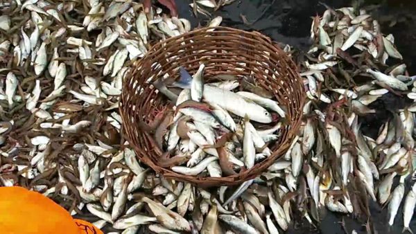 ದಡದ ಸಮೀಪದಲ್ಲಿ ಮೀನುಗಾರಿಕೆಗೆ ಅವಕಾಶ 