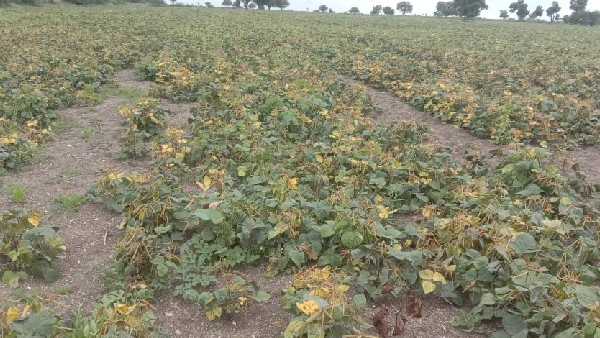 Gadag Farmers Worried About Yellow tuber disease For Various Crops