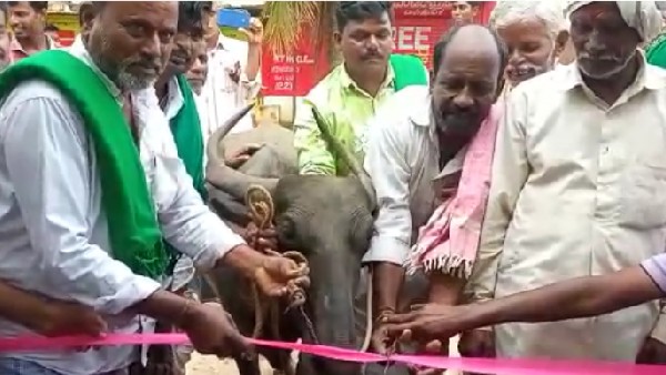 Villagers Make a Buffalo do the Ribbon Cutting Ceremony of a Bus Shelter in Balehosur 