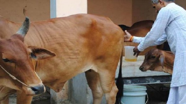 ಗೌಧನ್ ನಿರ್ವಹಣಾ ಸಮಿತಿಯಿಂದ ದರ ನಿಗದಿ ಗೌಧನ್ ನಿರ್ವಹಣಾ ಸಮಿತಿಯಿಂದ ದರ ನಿಗದಿ