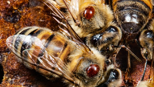 ಜೇನು ಉದ್ಯಮಕ್ಕೆ ಮಾರಕ