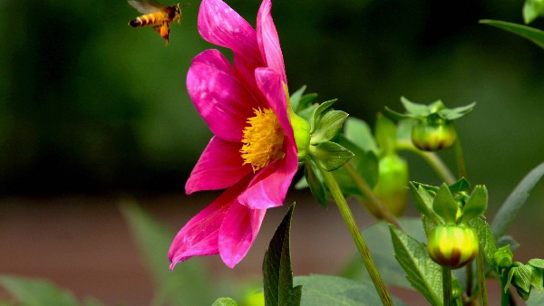 ವೈರಸ್‌ಗೆ ಹೆದರಿ ಜೇನುಗೂಡುಗಳ ನಾಶ