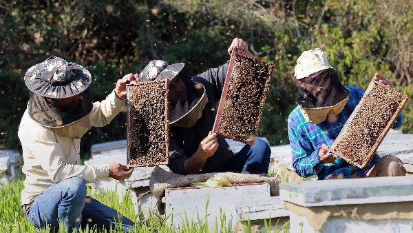 ಗಂಭೀರ ವೈರಸ್ ಹರಡುವ ಅಪಾಯ 