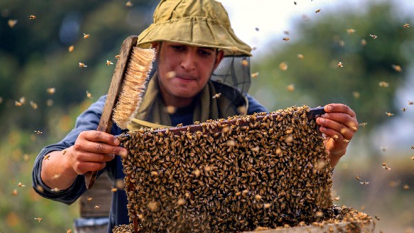 ಬೆಳೆಗಳ ಇಳುವರಿ ಕಡಿಮೆಯಾಗುವ ಆತಂಕ
