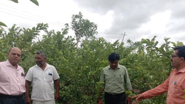 ತೈವಾನ್ ಪಿಂಕ್ ತಳಿಯ ಪೇರಲ ತೈವಾನ್ ಪಿಂಕ್ ತಳಿಯ ಪೇರಲ
