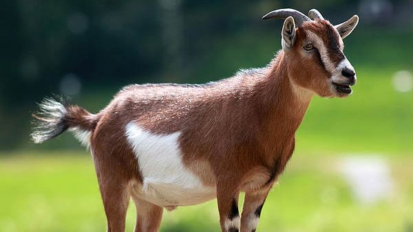 Former Pakistan Cricketer Kamran Akmals Goat Stolen Ahead Of Eid-ul-Adha 