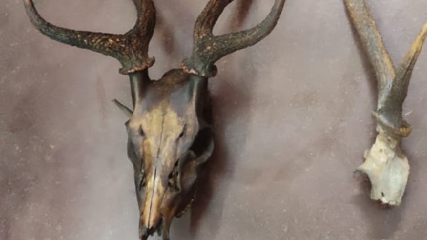 Police Arrests 3 Smugglers, Rescue 6 Camel in Yellapur 