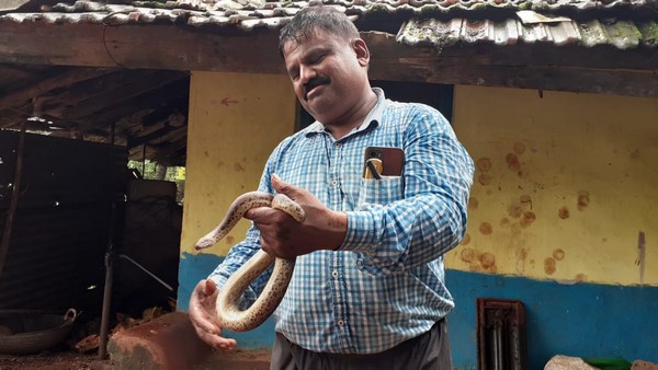  ಜನವಸತಿ, ಗದ್ದೆಗಳಲ್ಲಿ ಹಾವು 