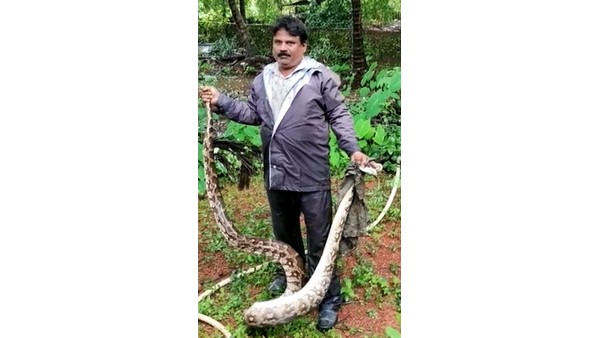  ಹೆಬ್ಬಾವು,ನಾಗರ, ಕಾಳಿಂಗ ಸರ್ಪಗಳೇ ಹೆಚ್ಚು 