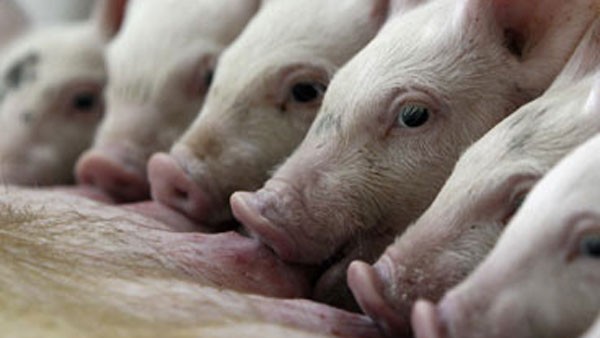 ಕೇರಳದಲ್ಲಿ ಹಂದಿಜ್ವರದಿಂದ 44 ಹಂದಿ ಸಾವು 