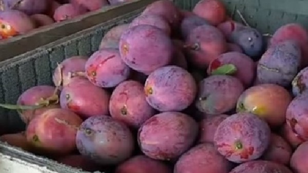 ಕೆಜಿಗೆ 2.7 ಲಕ್ಷ ರೂ.ಗೆ ಮಾರಾಟ 