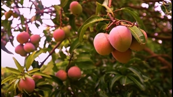 ಮಾವುಗಳನ್ನು ಮಾರುಕಟ್ಟೆಗೆ ತರುವಂತೆ ಮನವಿ 