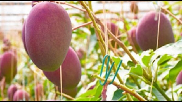 ಭಾರತದಲ್ಲಿ ಬೆಳೆಯುವಲ್ಲಿ ಯಶಸ್ವಿ 