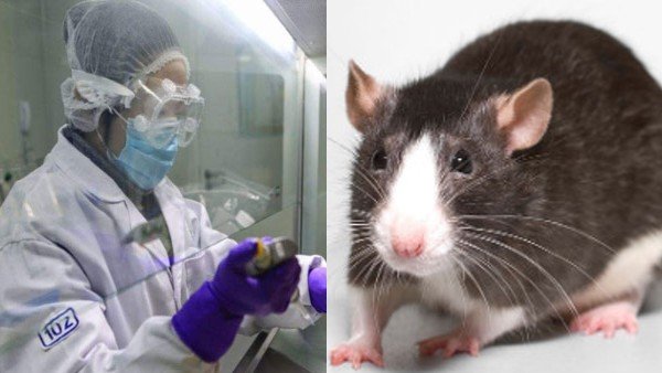 'ಆರೋಗ್ಯಕರ ಜೀವನವನ್ನು ನಡೆಸಲು ಇದು ಸಹಾಯಕ'