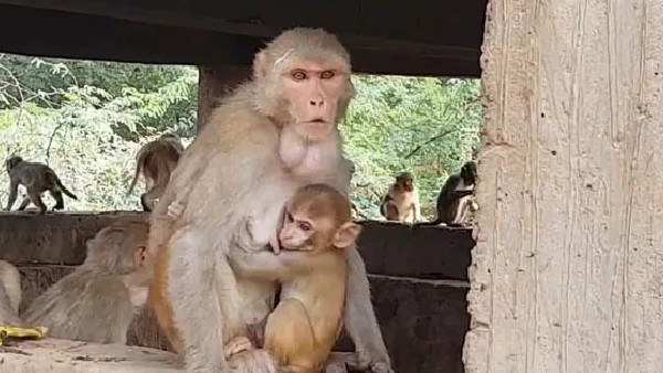 ಸ್ಥಳದಲ್ಲೇ ಮಗು ಸಾವು