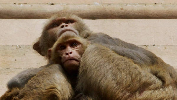 ಮಂಗನ ಕಾಯಿಲೆ ಯಾವುದು? 