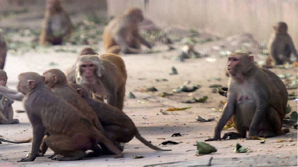 ಮಂಗನ ಕಾಯಿಲೆ ಹೇಗೆ ಹರಡುತ್ತದೆ? 