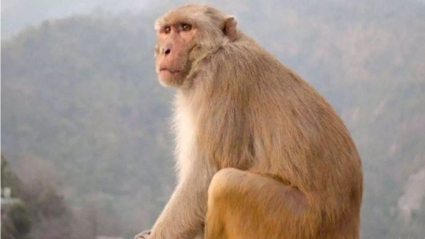 ಚಾಕು ಹಿಡಿದು ರಾಜಾರೋಷವಾಗಿ ತಿರುಗಾಡುವ ಕೋತಿ