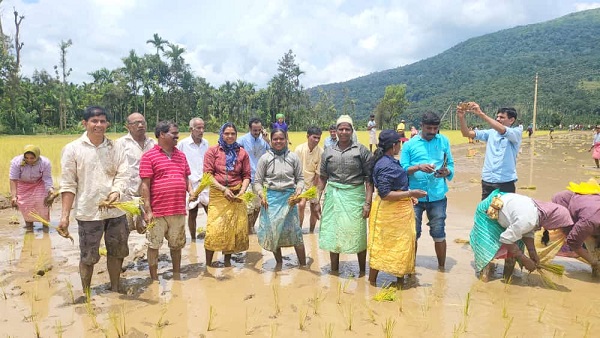 Mudigere MLA MP Kumaraswamy plants Paddy with women in Horanadu