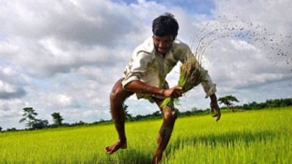 ನಿಗದಿತ ವೇಳೆ ಭತ್ತ ಬಿತ್ತನೆ ಚೇತರಿಕೆಯಾಗಲಿ