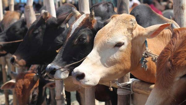 ಸರ್ಕಾರದ ಪುಣ್ಯಕೋಟಿ ದತ್ತು ಯೋಜನೆ ಉದ್ದೇಶವೇನು? 