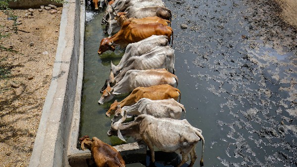 ಪುಣ್ಯಕೋಟಿ ದತ್ತು ಯೋಜನೆ ಲಾಭವೇನು? 