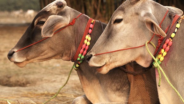  ಉಚಿತ ಲಸಿಕೆ ವಿತರಣೆ 