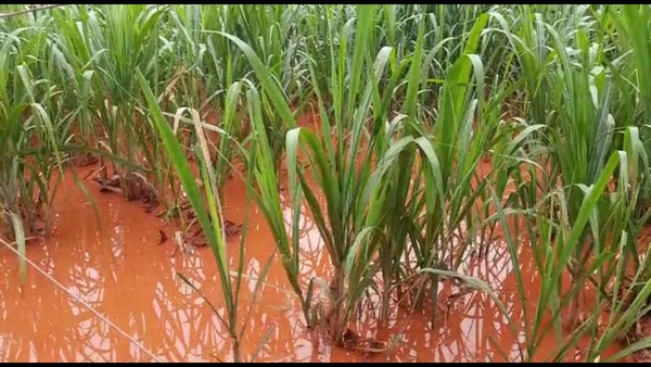  ಅಧಿಕ ಮಳೆಯಿಂದ ತರಕಾರಿ ಬೆಳೆಗಳು ನಾಶ 
