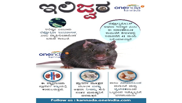 ಇಲಿ ಜ್ವರದ ಲಕ್ಷಣ, ಹರಡುವಿಕೆ 