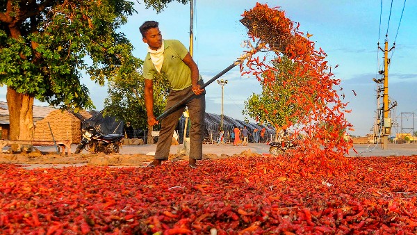  ಒಡಿಶಾದ ಕುಚಿಂಡಾ ಸ್ಟ್ರಾಂಗ್ ಖಾರಮೆಣಸಿನಕಾಯಿ 