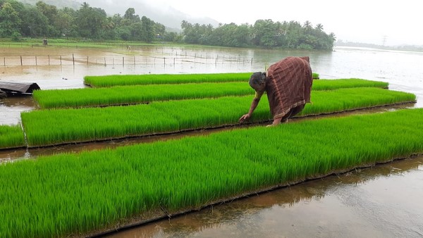  ಈ ಉಪಾಯದಿಂದ ದನಕರುಗಳ ಕಾಟ ಇಲ್ಲದಂತಾಗಿದೆ