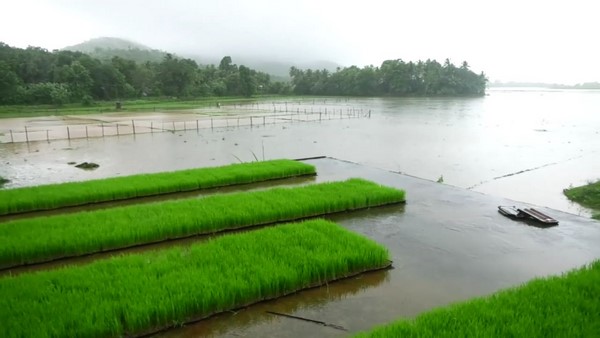  15ರಿಂದ 25 ದಿನದಲ್ಲಿ ಸಸಿ